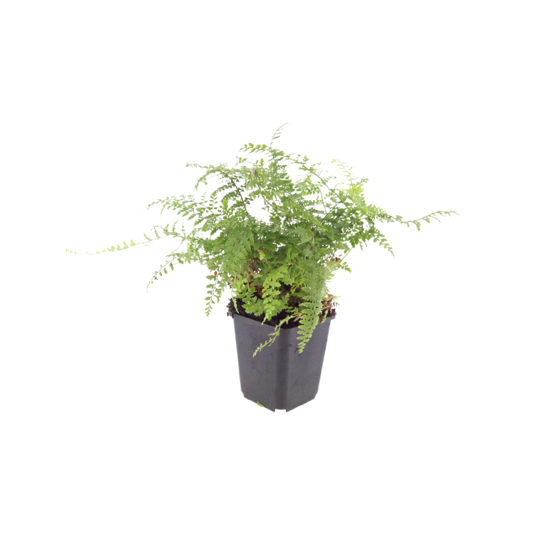 24x Polystichum set. 'Herrenhausen'- ↕10-25cm - Ø9cm — healthy root ball and nursery pot ready to ship from Ireland