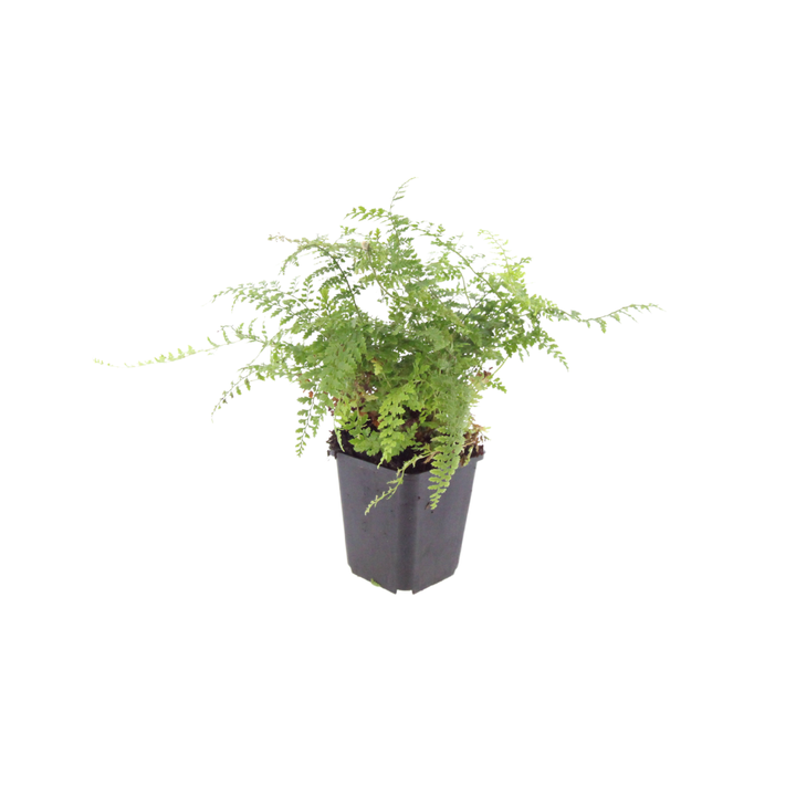 24x Polystichum set. 'Herrenhausen'- ↕10-25cm - Ø9cm — healthy root ball and nursery pot ready to ship from Ireland