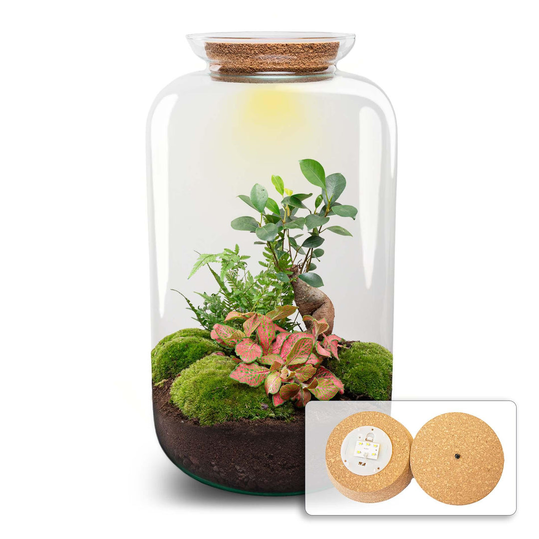 DIY Terrarium Kit - 'Sven' Bonsai - 43cm - with Planting Tools