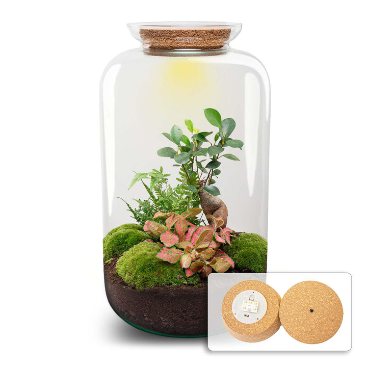 DIY Terrarium Kit - 'Sven' Bonsai - 43cm - with Planting Tools