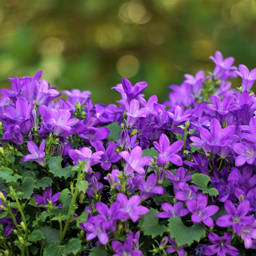 Campanula portenschlagiana with abundant purple-violet bell-shaped flowers and lobed green foliage, 10-25cm tall in 9cm pot