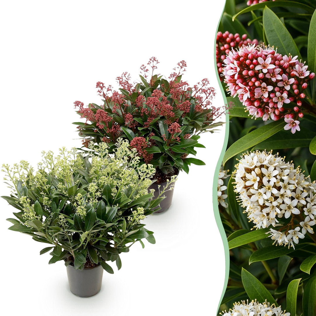 Duo of 2 Skimmia japonica 'Rubella' and 'Finchy' plants in 19cm pots, 60cm tall