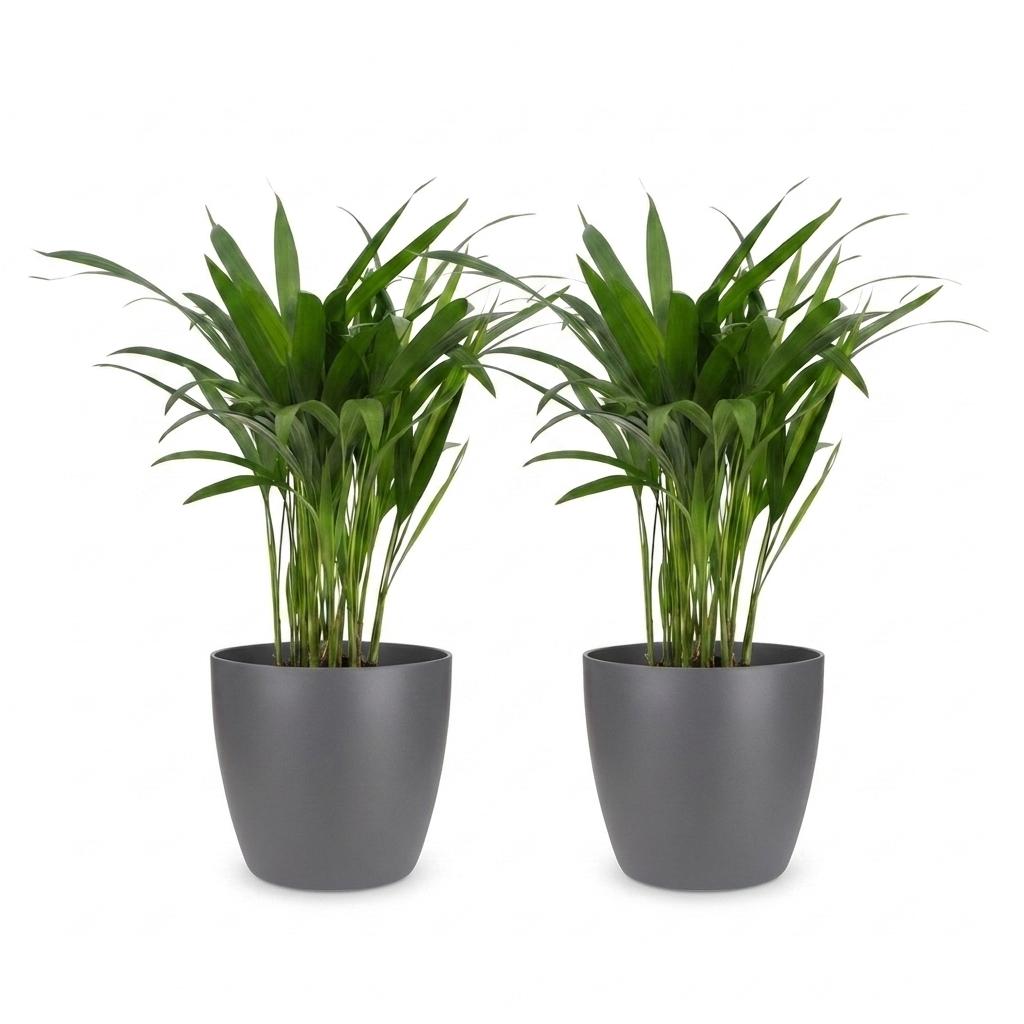 Areca Palm (Dypsis lutescens) - 2 Plants with Grey Ceramic Pot - 12cm Pot - 45cm Tall