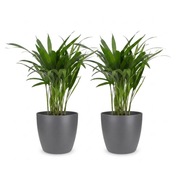 Areca Palm (Dypsis lutescens) - 2 Plants with Grey Ceramic Pot - 12cm Pot - 45cm Tall