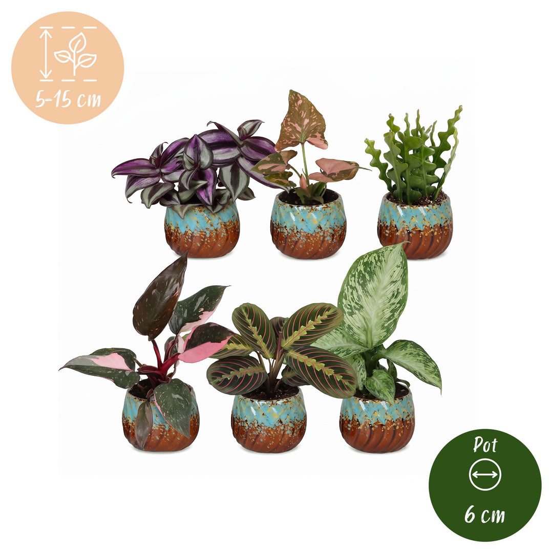 Baby Plants Surprise Box, pack of 6 tropical plants in 6 cm pots, image 5