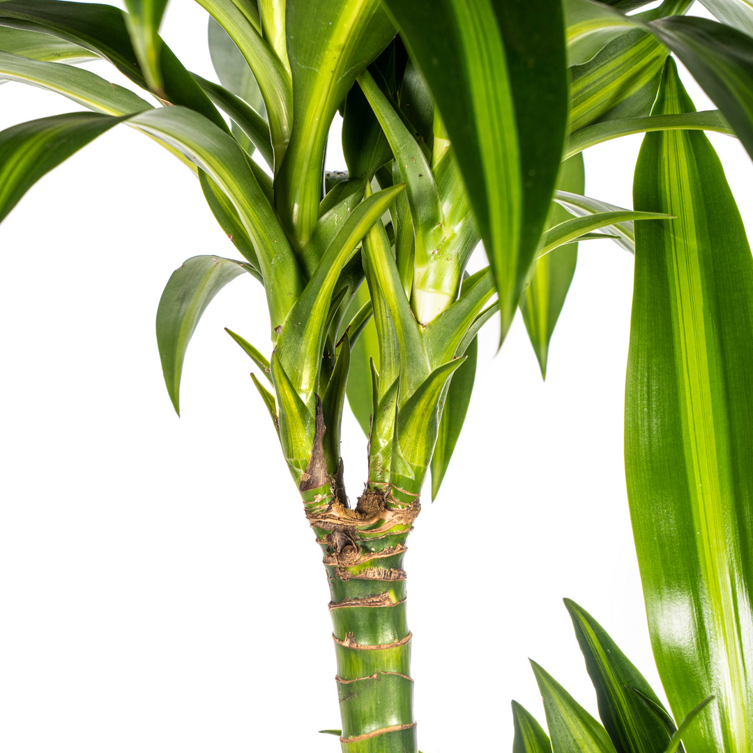 Dracaena Deremensis Hawaiian Sunshine with basket Ø24cm - ↕130 - 150cm