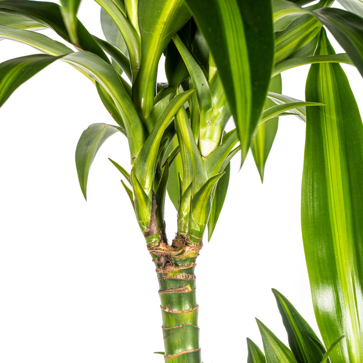 Dracaena Deremensis Hawaiian Sunshine with basket Ø24cm - ↕130 - 150cm