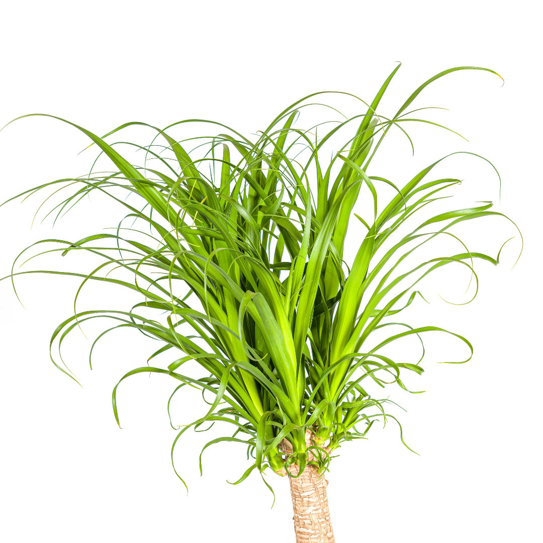 Beaucarnea Recurvata Stem 110-130cm — Ponytail Palm in 27cm pot
