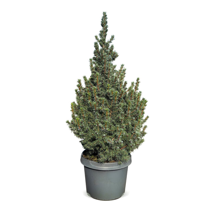 Picea glauca Sander's Blue Blue Alberta Spruce Christmas tree, approx. 60 cm tall, image 2