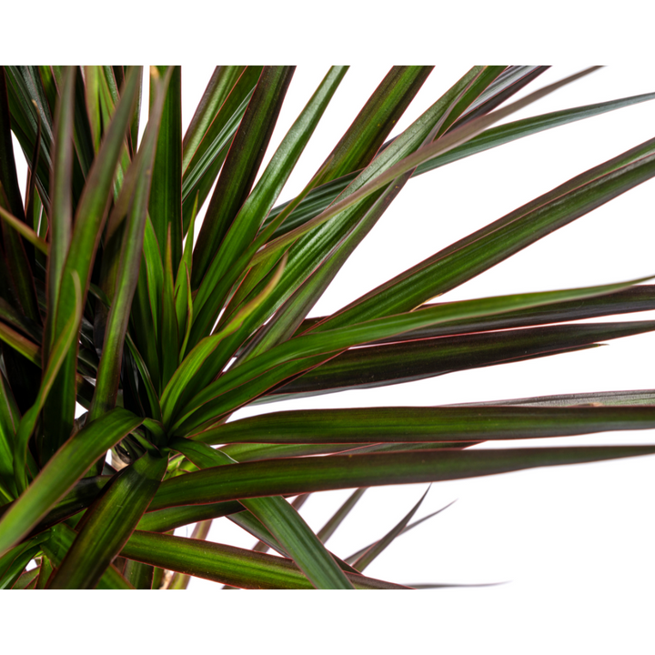 Dracaena Marginata Magenta 50-70cm — Madagascar Dragon Tree in 17cm pot