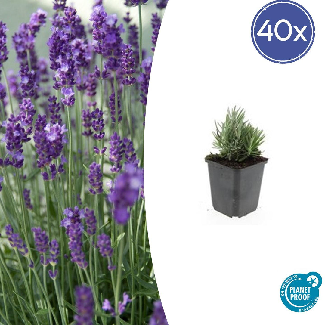 40x Dwarf Blue Lavender Plants - Lavandula angustifolia 9cm Pots