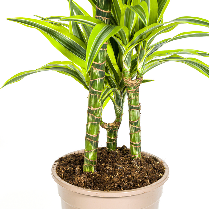 Dracaena Deremensis Lemon Lime 90-110cm — Dragon Tree in 21cm pot