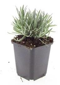 Purple flower spikes and silvery aromatic foliage close-up of 24x Lavandula int. 'Edelweiss' - ↕10-25cm - Ø9cm