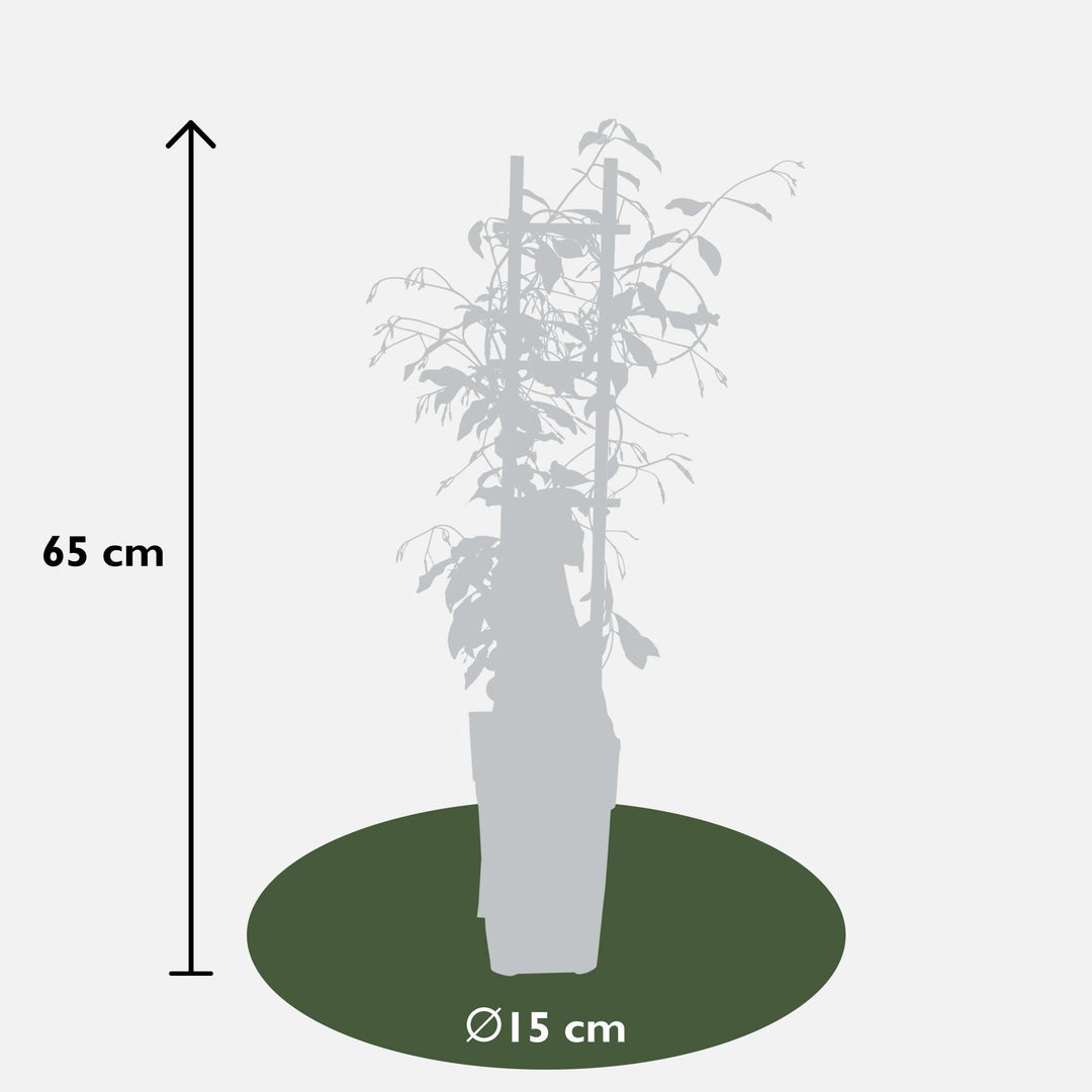 2x - Trachelospermum 'Star of Venice' - ↨65cm - Ø15 alternative angle showing habit and leaf structure