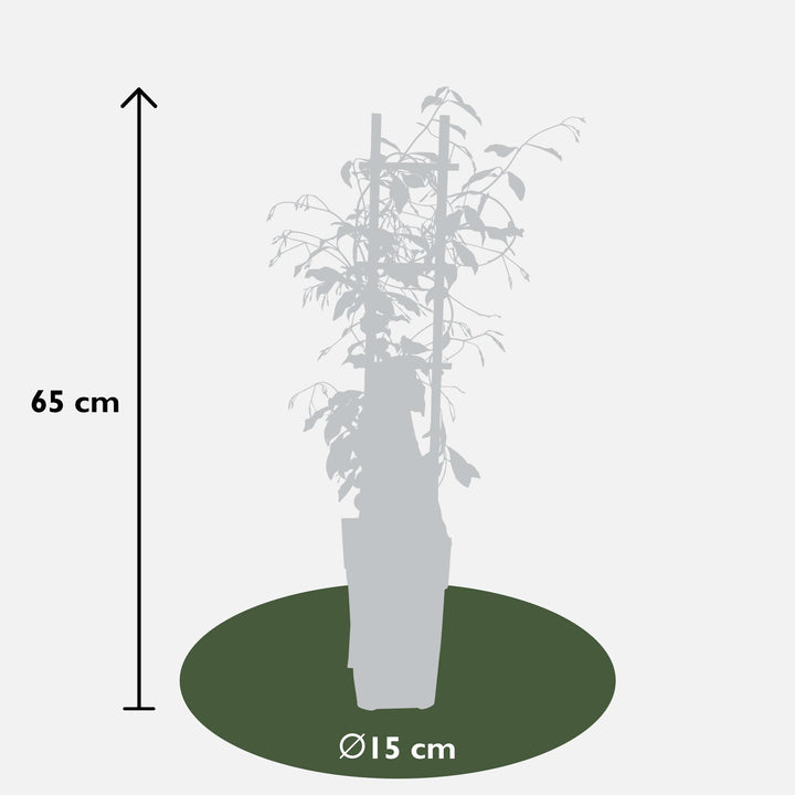 2x - Trachelospermum 'Star of Venice' - ↨65cm - Ø15 alternative angle showing habit and leaf structure