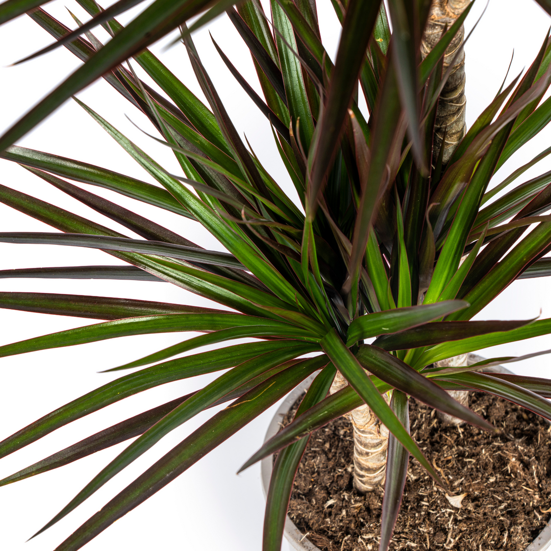 Dracaena Marginata Magenta 130-150cm — Madagascar Dragon Tree in 24cm pot, with basket