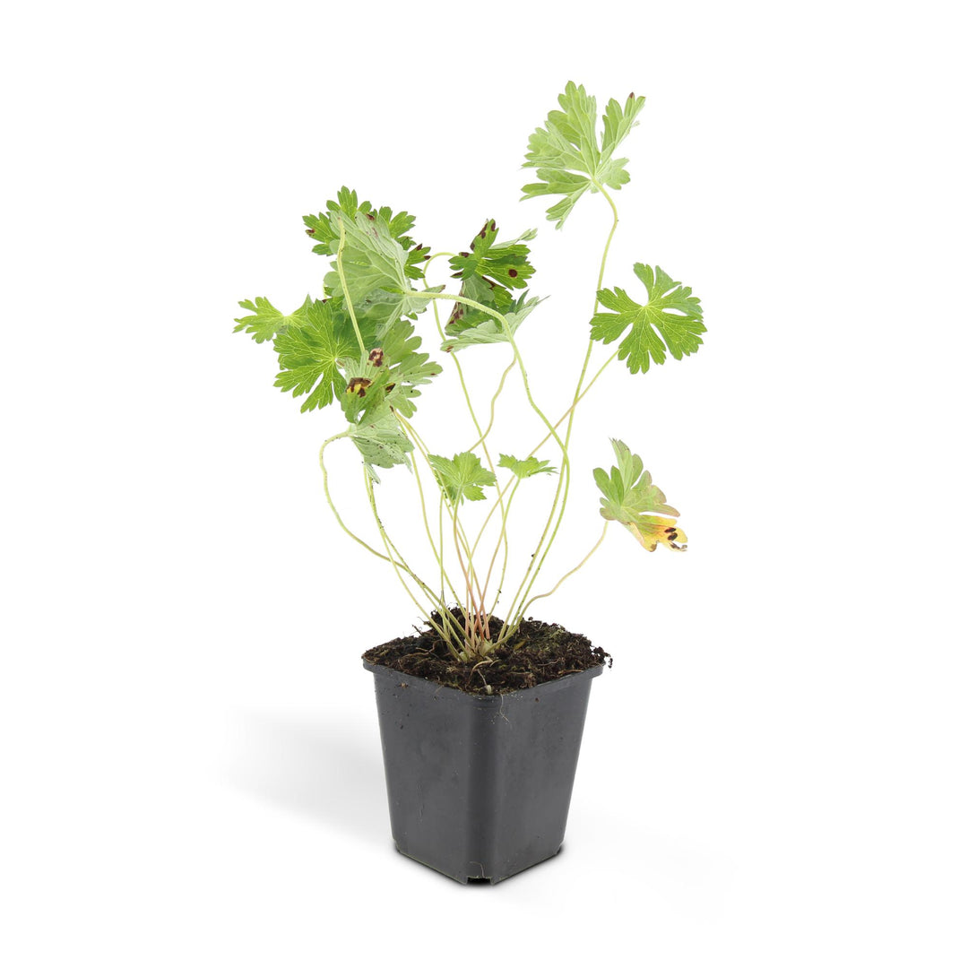 6x Geranium Rozanne - ↕10-25cm - Ø9cm styled in an Irish home interior