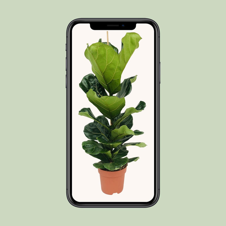 Ficus Lyrata Fiddle Leaf Fig - 21cm Pot - 100cm Tall