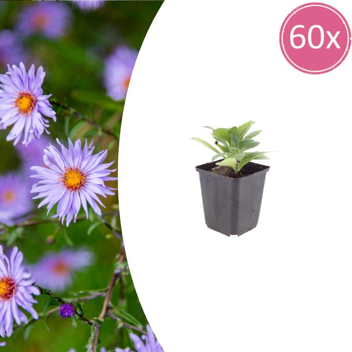60x Aster frikartii 'Monch' - ↕10-25cm - Ø9cm
