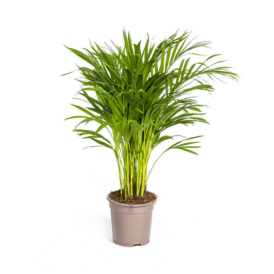 Dypsis Areca Lutescens plant in a 19cm pot, featuring vibrant green fronds, 80-100cm tall, by Everspring.