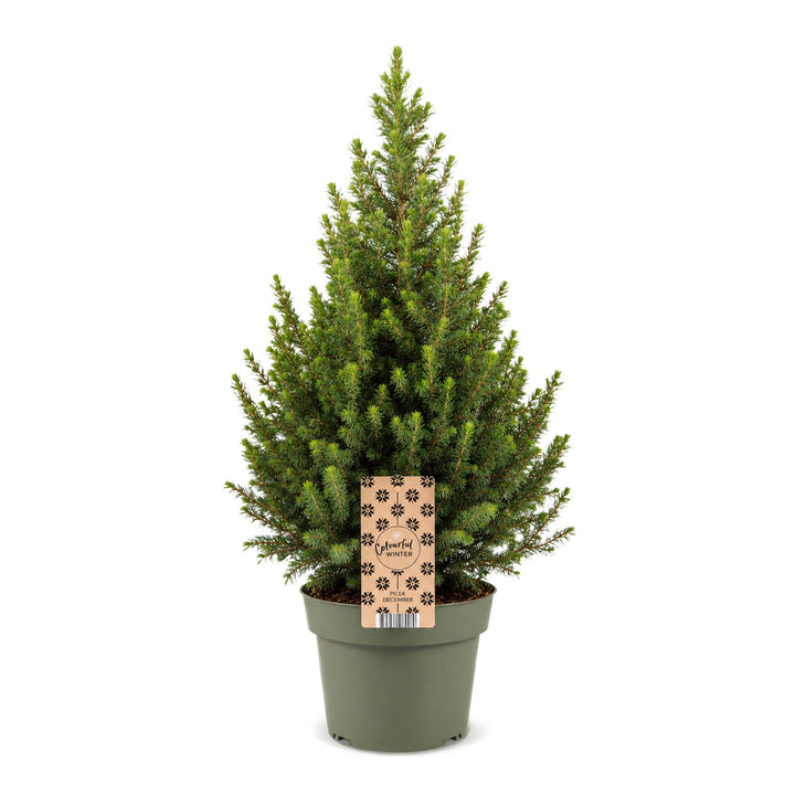Picea glauca Conica Dwarf Alberta Spruce Christmas tree in Ø19cm pot, image 2
