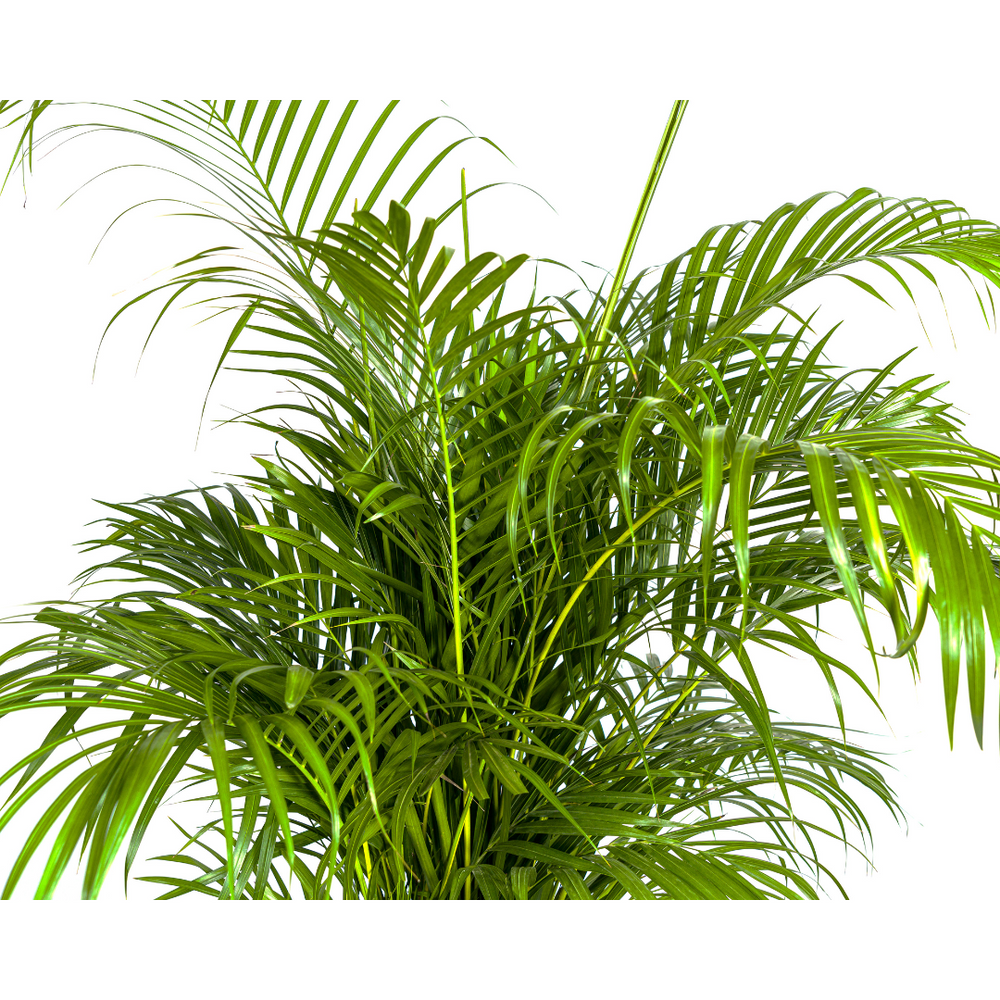 Dypsis Areca lutescens plant, lush green fronds, height 150-170cm, Ø27cm pot, by Everspring.