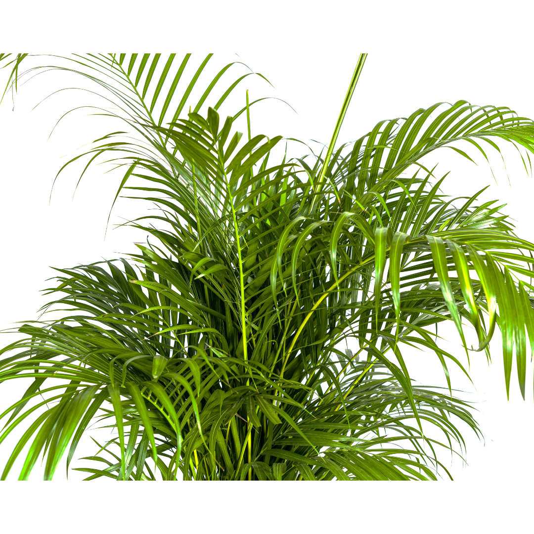 Dypsis Areca lutescens plant, lush green fronds, height 150-170cm, Ø27cm pot, by Everspring.