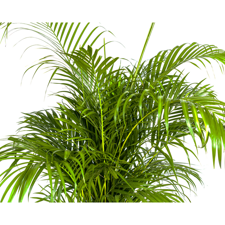 Dypsis Areca lutescens plant, lush green fronds, height 150-170cm, Ø27cm pot, by Everspring.