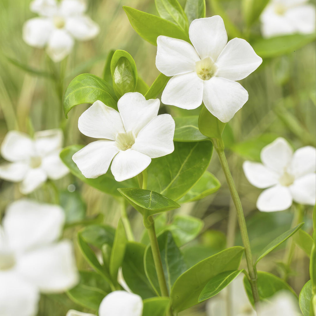 6x Vinca minor 'Alba' - ↕10-25cm - Ø9cm full-plant overview, trailing evergreen ground-cover with blue flowers
