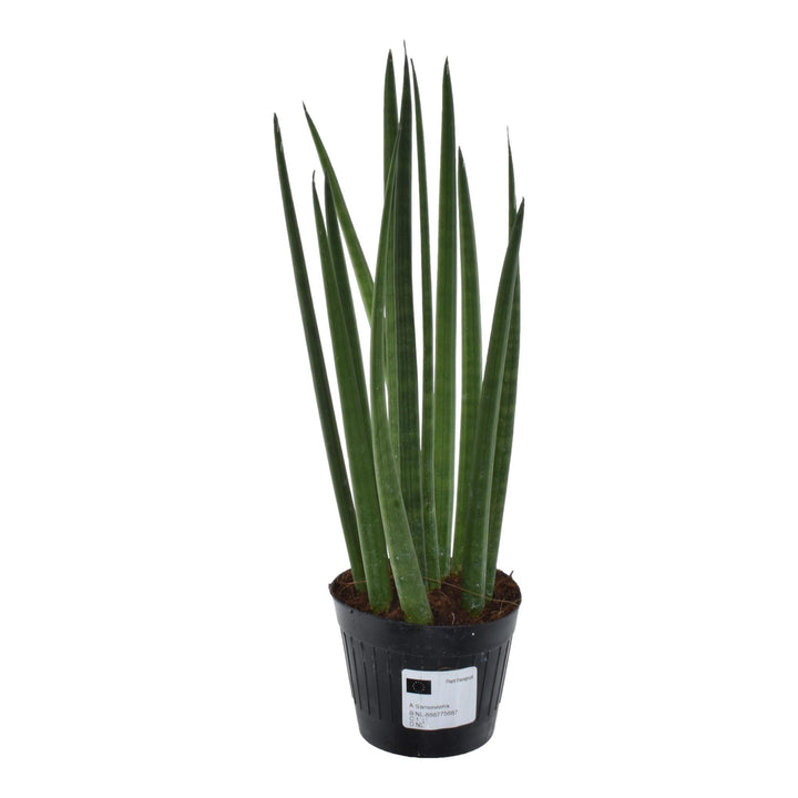 Green Sansevieria Snake Plant in a modern white pot, ideal for low light and air purification, by Everspring