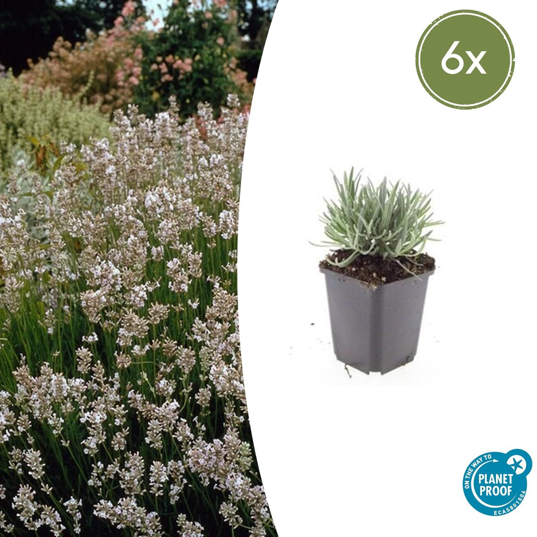 Lavandula 'Edelweiss' in grey pot with grey-green narrow leaves, shown individually and in garden display with white flowers