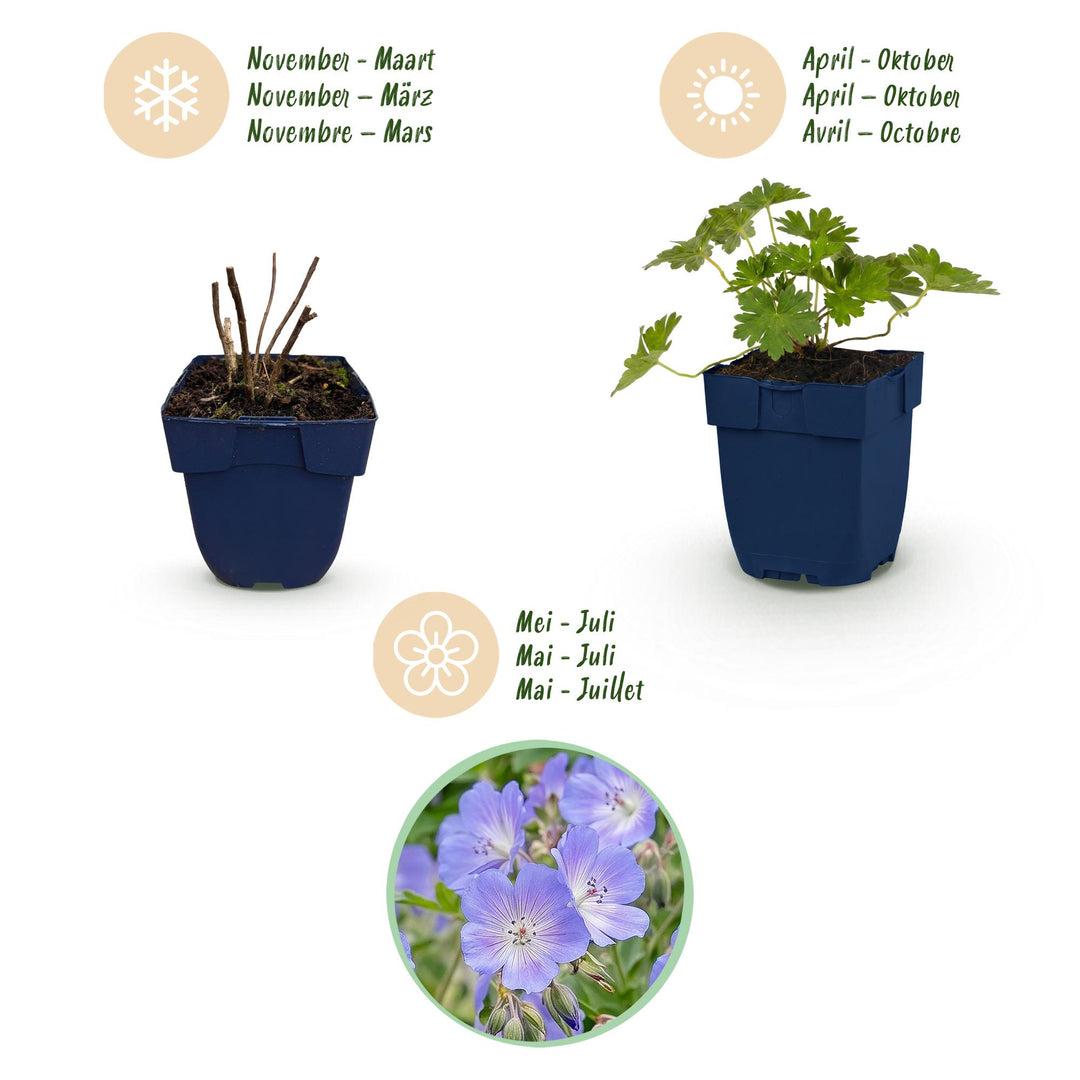24 Geranium 'Rozanne' cranesbill plants in 11cm pots, 15-25cm tall - view 4