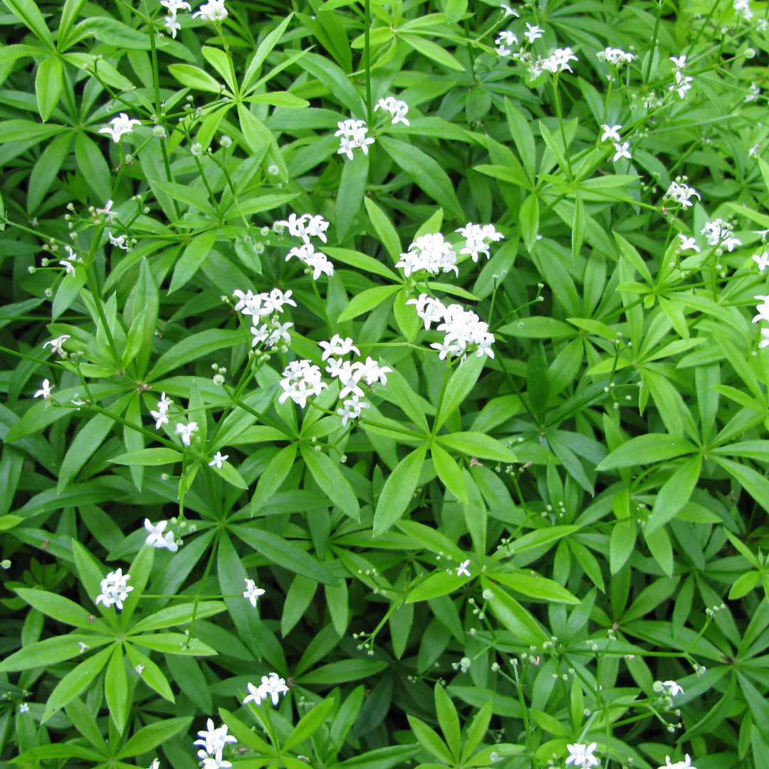 6x Galium odoratum - ↕10-25cm - Ø9cm — healthy root ball and nursery pot ready to ship from Ireland