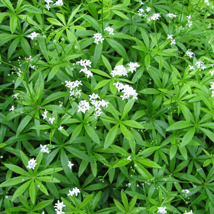 6x Galium odoratum - ↕10-25cm - Ø9cm — healthy root ball and nursery pot ready to ship from Ireland