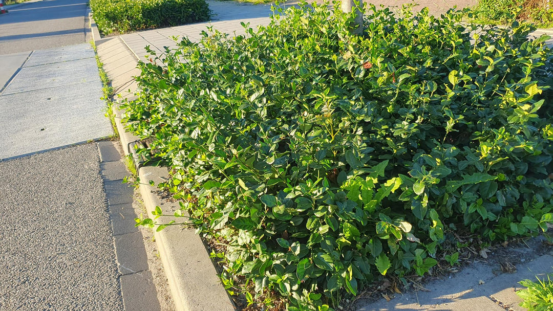 48x Purple Wintercreeper Euonymus - Evergreen Ground Cover - 9cm Pots