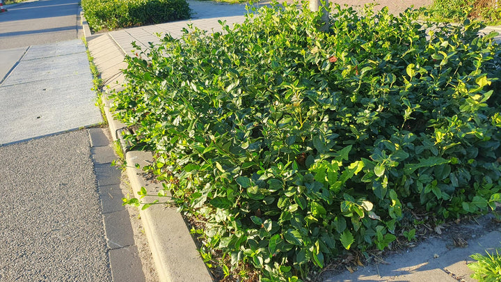 48x Purple Wintercreeper Euonymus - Evergreen Ground Cover - 9cm Pots