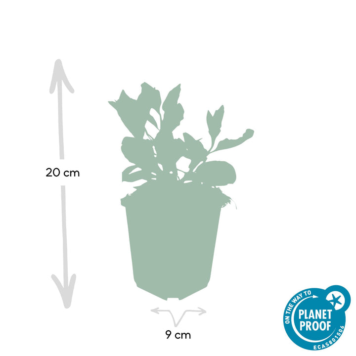 60x Aster ageratoides 'Asran' Light Blue - 9cm Pot - Hardy Perennial