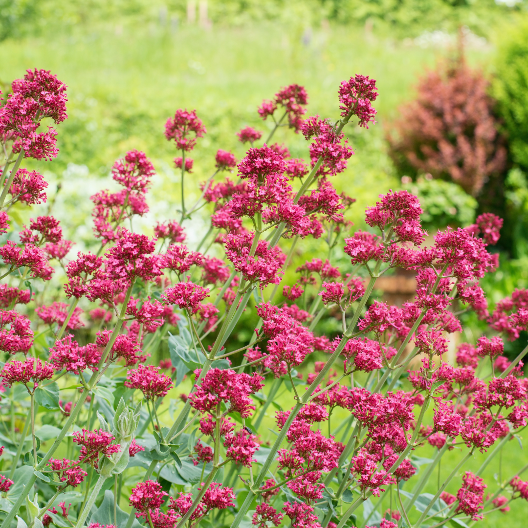 6x Centranthus ruber 'Coccineus' - ↕10-25cm - Ø9cm packed for EU plant delivery from PlantGift.ie