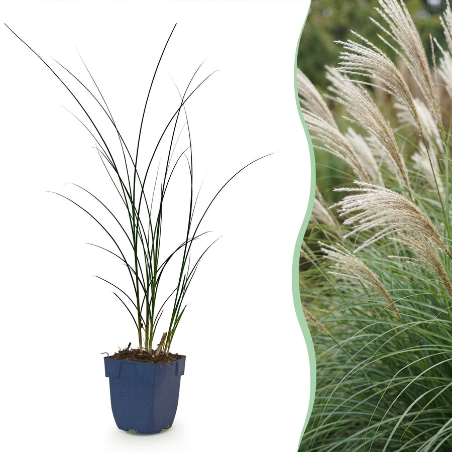 Pack of 24 Miscanthus sinensis 'Gracillimus' maiden grass plants in 11cm pots