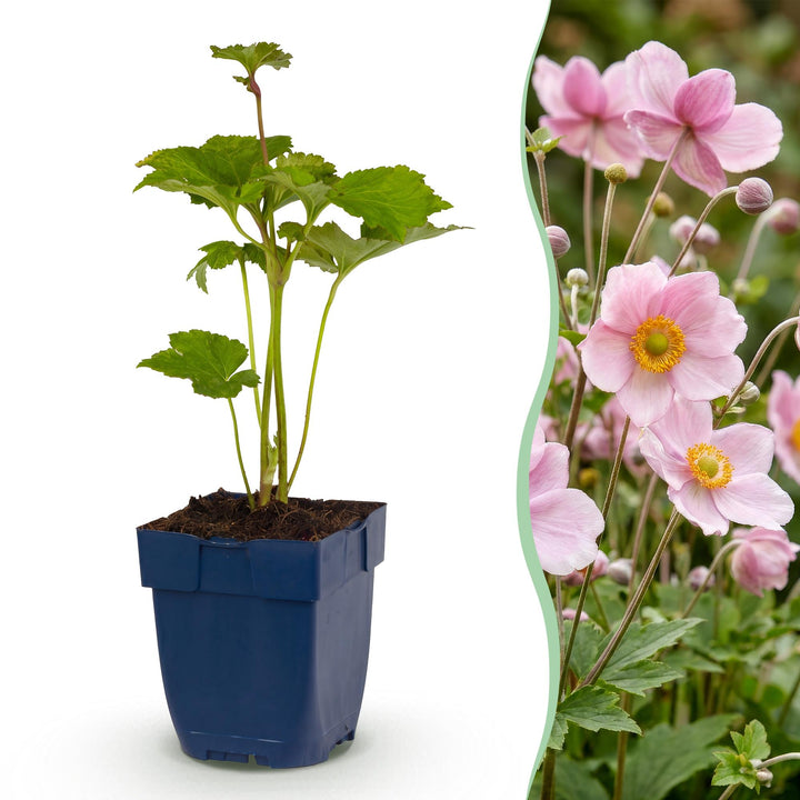 Anemone Koenigin Charlotte with semi-double soft pink flowers on tall branching stems, 24-plant perennial pack in 11cm pots
