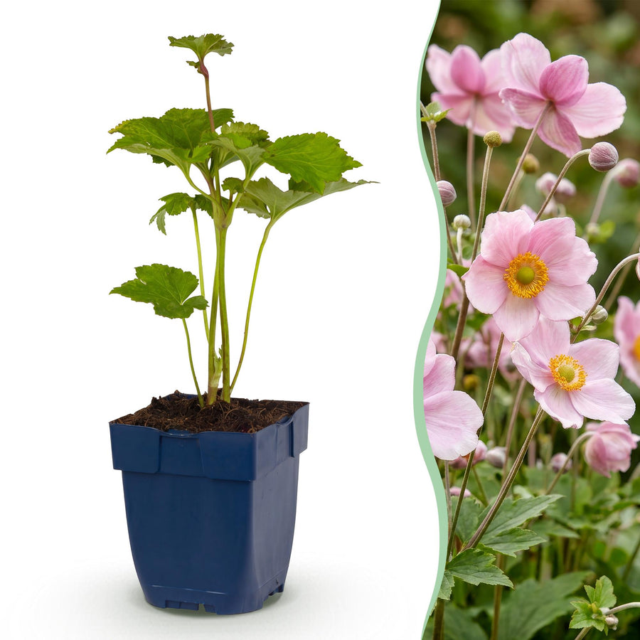 Anemone Koenigin Charlotte with semi-double soft pink flowers on tall branching stems, 24-plant perennial pack in 11cm pots