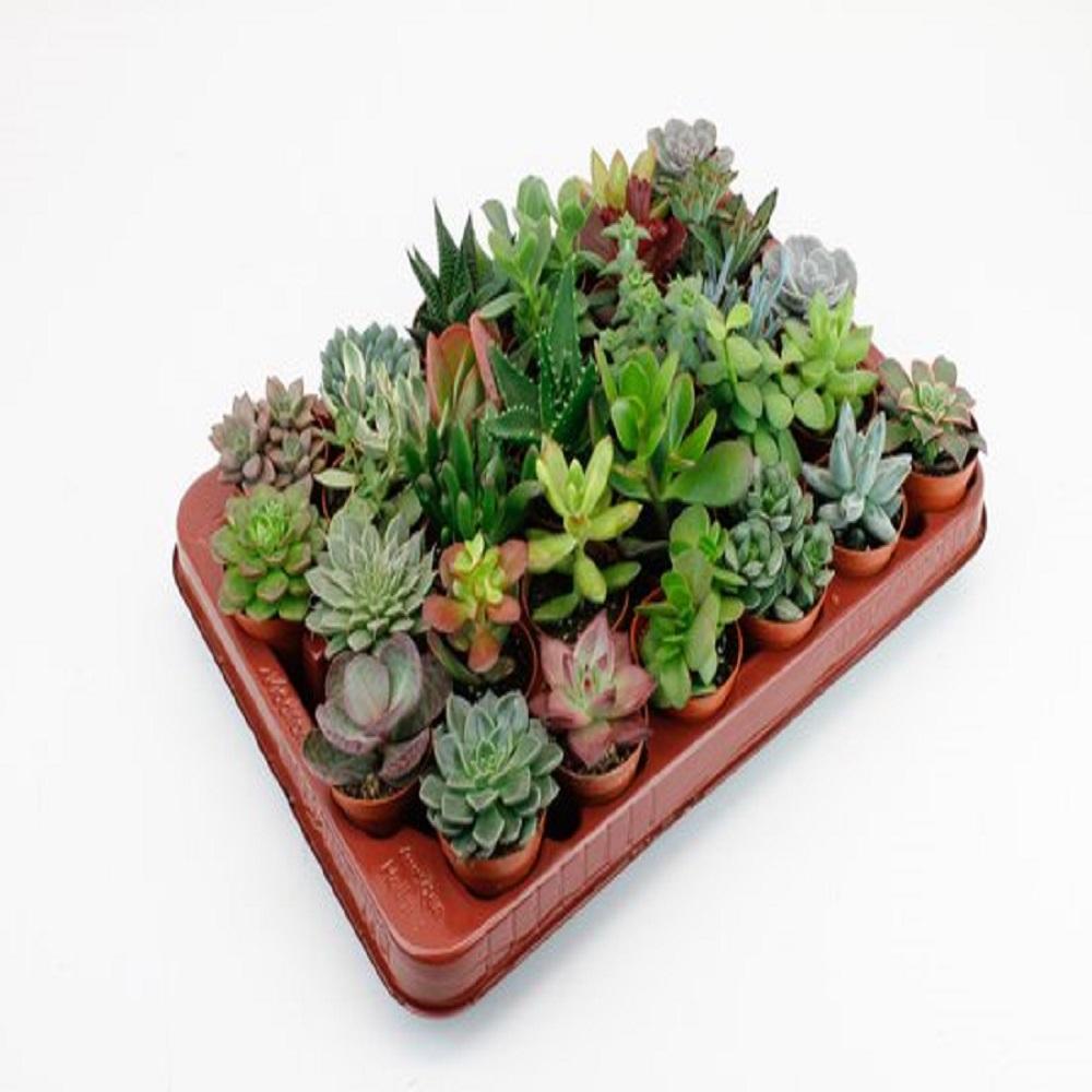 Assorted Succulents - 30 Plants in 5.5cm Pots