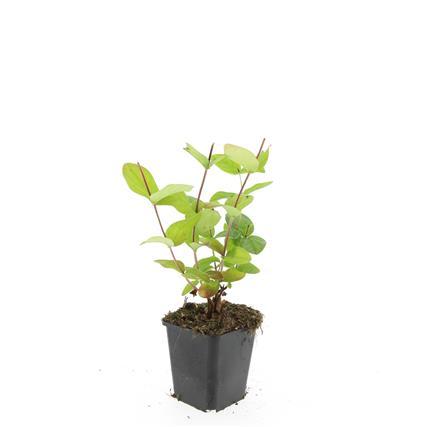 48x Hypericum inodorum 'Beauty' | Golden Yellow Flowering Shrub