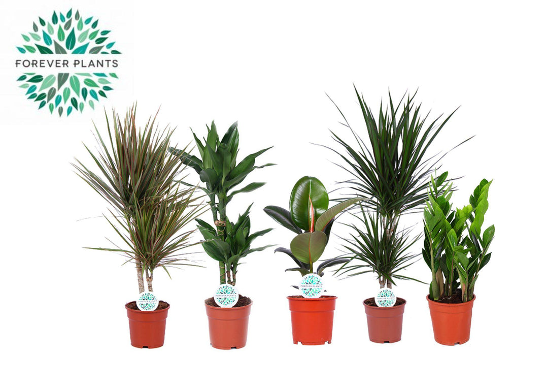 Kamerplanten Groen Mix Miquel: Your Instant Green Oasis – 5 Easy-Care Houseplants!