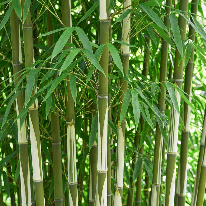 12 Fargesia robusta Pingwu clumping bamboo plants in 14cm pots - view 5
