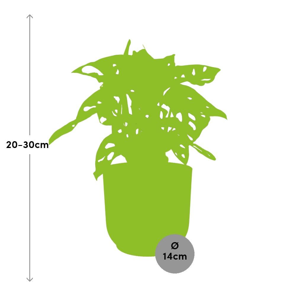 Monstera Monkey Leaf (Monstera adansonii) in a pink ELHO Vibes pot, view 3