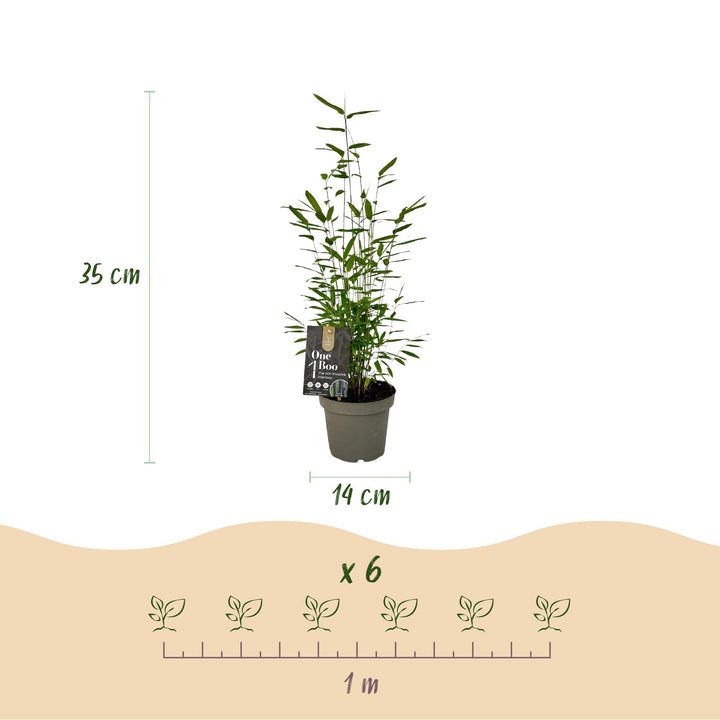 Bamboo - Fargesia Black Dragon - Evergreen - Non-Invasive - Green - 18 Plants - Pot 14cm - Height 35cm