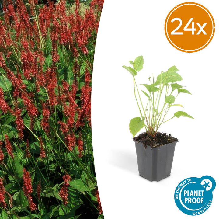 Young Persicaria amplexicaulis plant with bright green oval leaves on thin stems in black plastic pot, 10-25cm tall