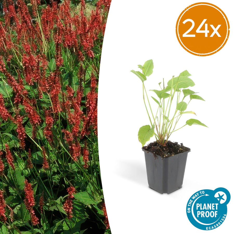 Young Persicaria amplexicaulis plant with bright green oval leaves on thin stems in black plastic pot, 10-25cm tall