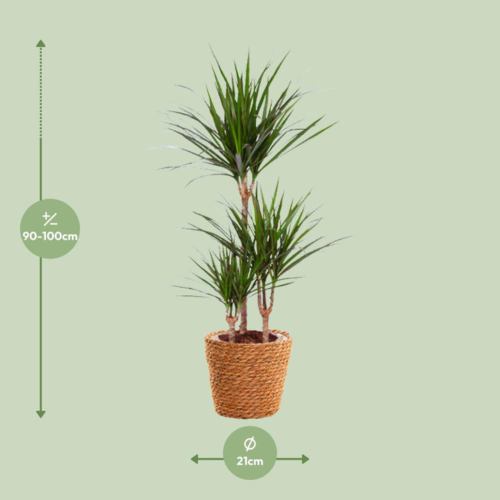 Dracaena Marginata Madagascar Dragon Tree - 21cm Pot - 95cm Tall - with Seagrass Basket
